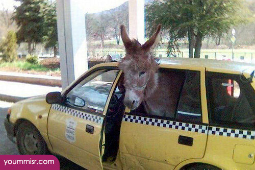 new funny pictures 2015 jokes about life 2016