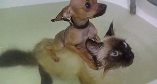 Photos Strange very funny Variety around the world