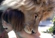 Photos very beauty of love of animals with humans