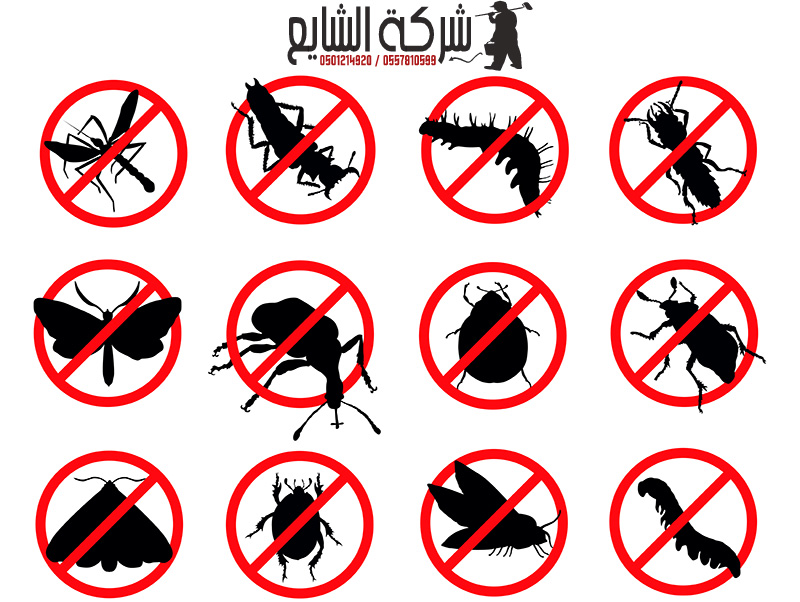 Anti-insect company in Riyadh, Jeddah, Dammam, Tabuk