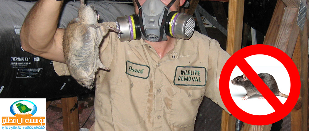Riyadh fight rats ways to combat domestic companies