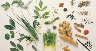 best slimming herbs to weight loss burn fat fast