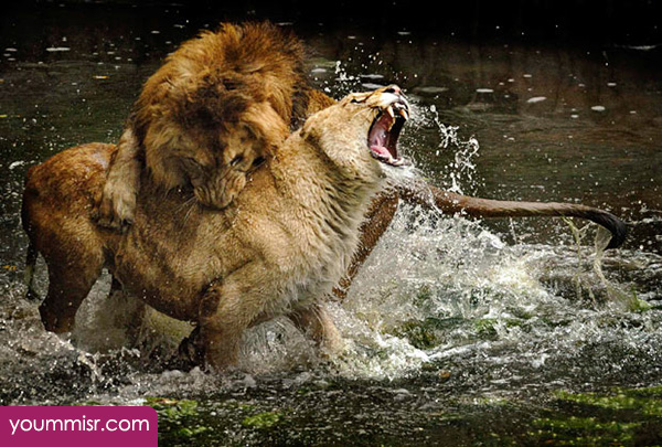Animal fights YouTube videos and Images Picture to the death Youm Misr See you don’t see before Tiger fight Lion fight Dog fight cat fight Rhinoceros fight Hippo fight Eagle fight Falcon fight Squirrel fight Monkey fight Gorilla fight Horse fight Bear fight Bird fight Zebra fight Donkey fight Snake fight Gazelle fight Deer fight Giraffe fight Chick fight Fox fight Elephant fight Crocodile fight Buffalo fight Wolf fight