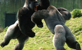 Photos Amazing fighting animals in the World 2015