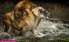 Animal fights YouTube Picture to the death 2015